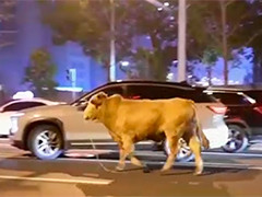湖南长沙：黄牛“逃”出车厢 夜游市区主干道