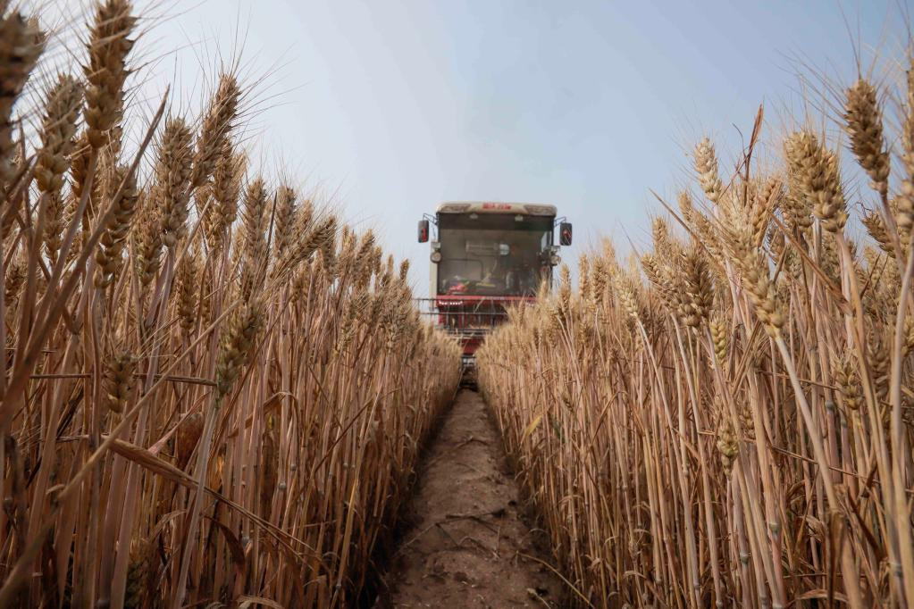 我国已收获小麦2.89亿亩 夏种有序推进