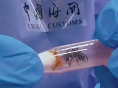 上海海关截获300只活体“野蛮收获蚁”