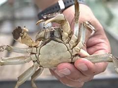 常熟大闸蟹养殖户获赔“高温险”