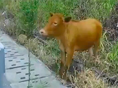“犟牛”误闯高速 交警处置化险为夷