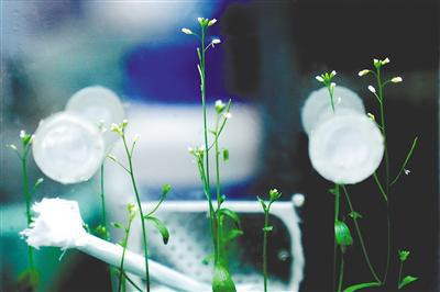 问天舱实验任务进展顺利 植物生长良好