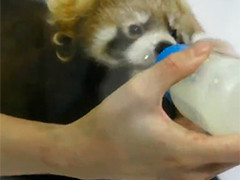 日本横滨小熊猫双胞胎首次亮相