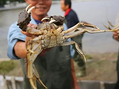 阳澄湖大闸蟹开捕在即 预计量少价高