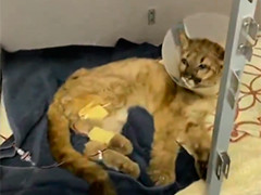 加州奥克兰动物园两只美洲狮幼崽开启新生活