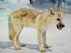 哈尔滨首只克隆北极狼“玛雅”与游客见面