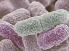 美国多州报告大肠杆菌感染病例