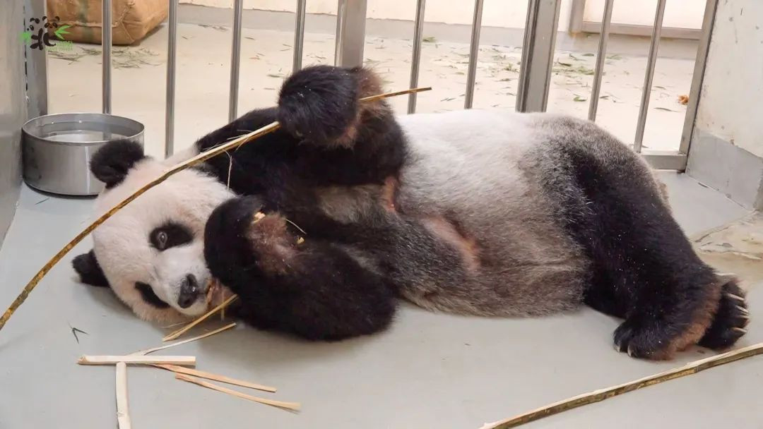 大熊猫“团团”病情恶化 大陆专家将赴台参与治疗护理
