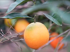 福建福安 2万余亩脐橙丰收上市