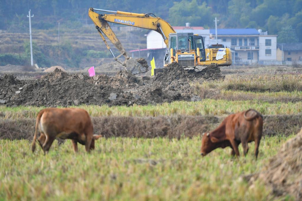 各地加强田间管理 夯实丰收基础
