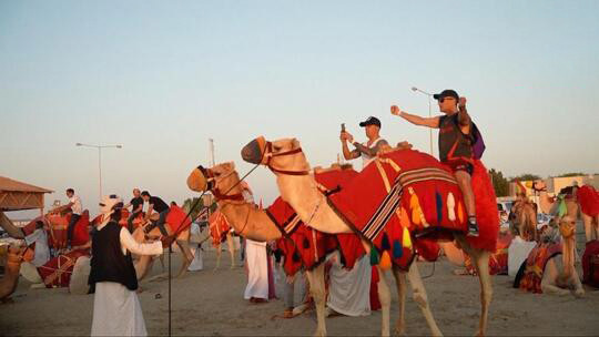 卡塔尔游客激增50倍 当地骆驼“累坏了”