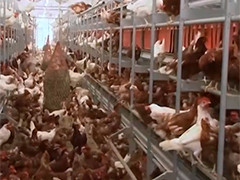 美国密苏里州发生禽流感 涉及40余万只家禽