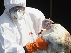 英国大量节日用火鸡死于禽流感