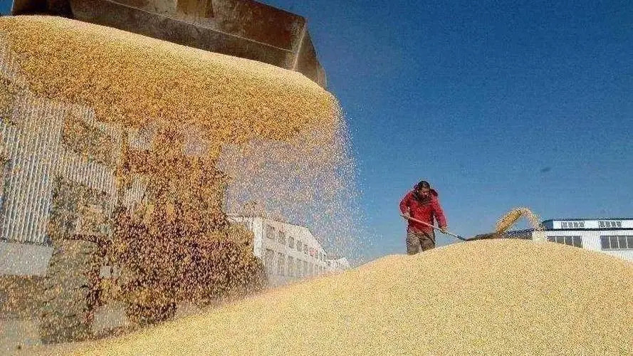 我国秋粮收购累计超7000万吨