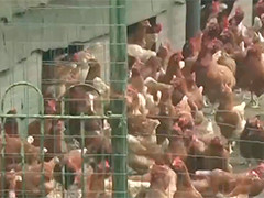 日本禽流感肆虐 青森县将扑杀约137万只鸡