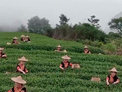 福建坦洋村：发展茶产业 助力乡村振兴