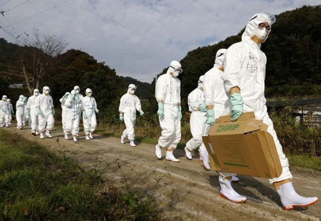 日本禽流感疫情蔓延 单个流行季扑杀禽类数量首次超千万