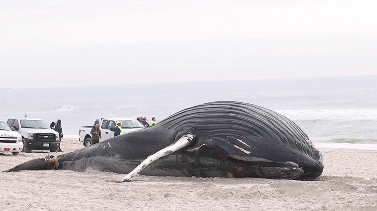 座头鲸在纽约州一海滩搁浅死亡