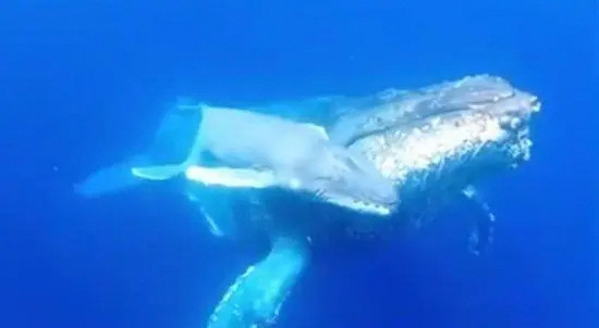 日本首次白天拍摄到座头鲸分娩影像