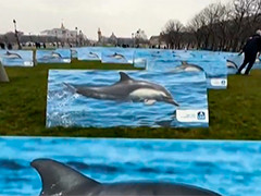 巴黎举办“令人揪心”图片展 呼吁保护海豚