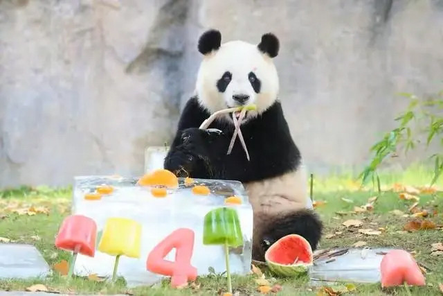 上海三甲医院来了“熊猫患者”？