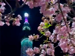 春暖花开 日本多地游客昼夜赏花