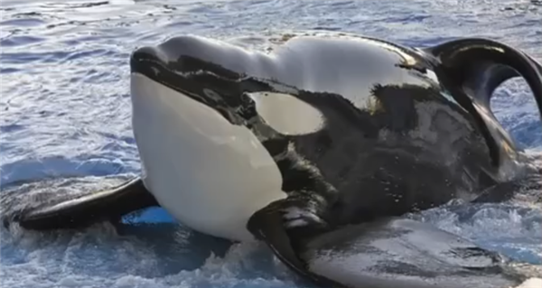 被关水族馆五十载 美国“明星虎鲸”将被放归大海