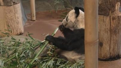 大熊猫“丫丫”踏上回国旅程