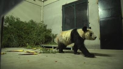 旅美大熊猫丫丫抵达上海 转移至隔离检疫区