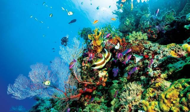 澳大利亚将投入44亿澳元保护大堡礁