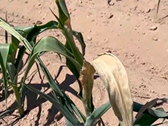 墨西哥 热浪来袭 农作物受干旱影响恐减产