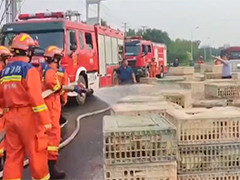 货车抛锚近万只小鸡濒临中暑 消防员洒水降温