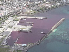 日本冲绳一啤酒厂发生泄漏 将海面染成红色