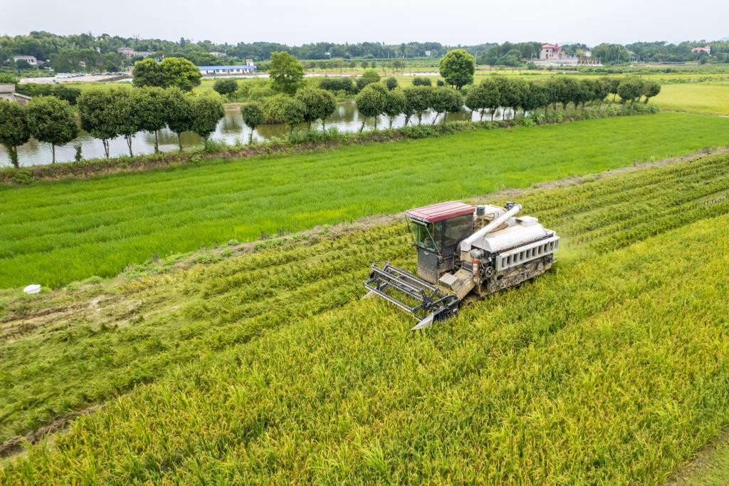 全国夏粮收购进入旺季 科技助力优粮优储