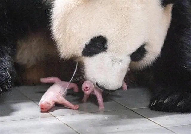 旅韩大熊猫喜迎双胞胎宝宝