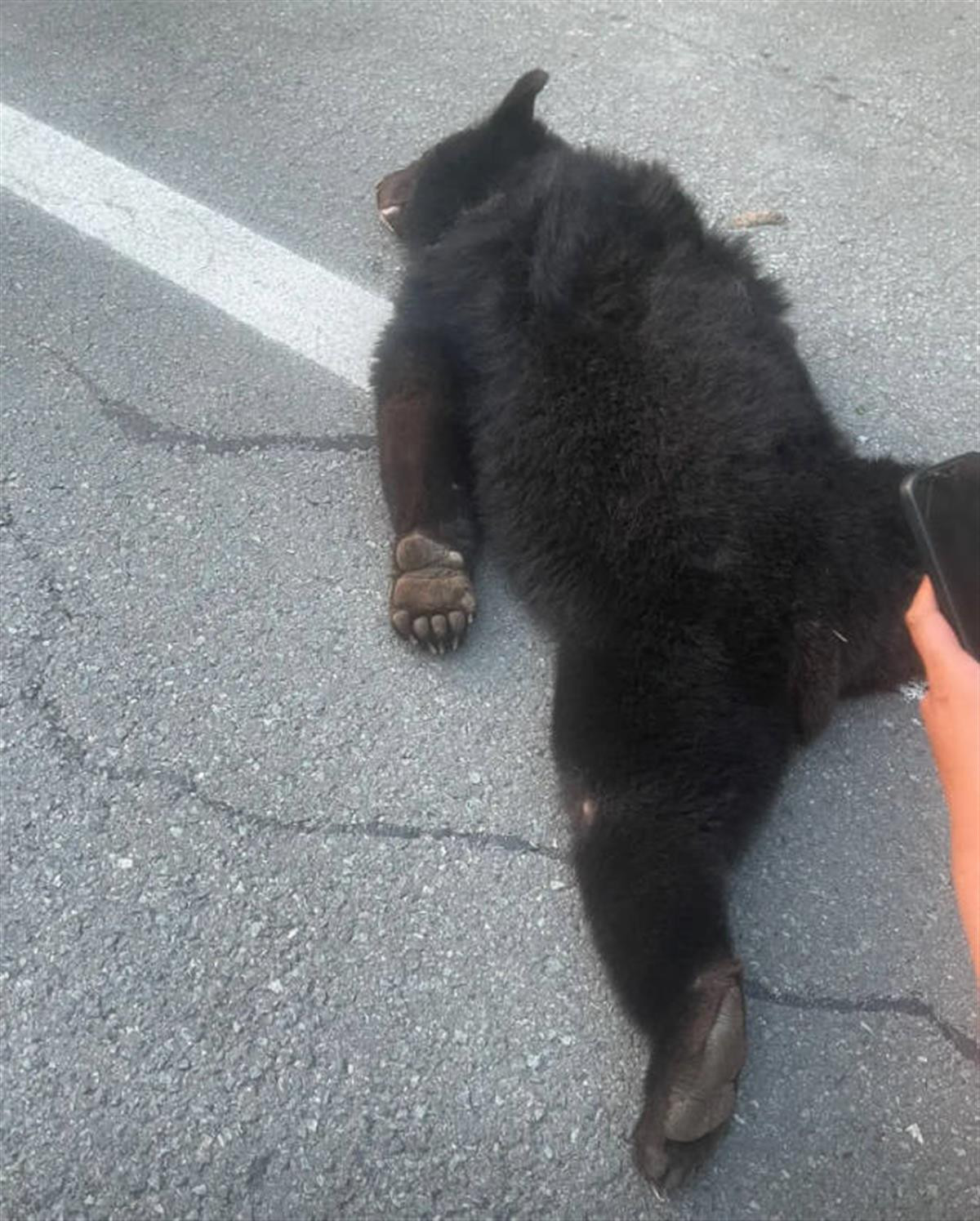 黑龙江绥化 夫妇自驾旅行 高速路上遭黑熊撞击