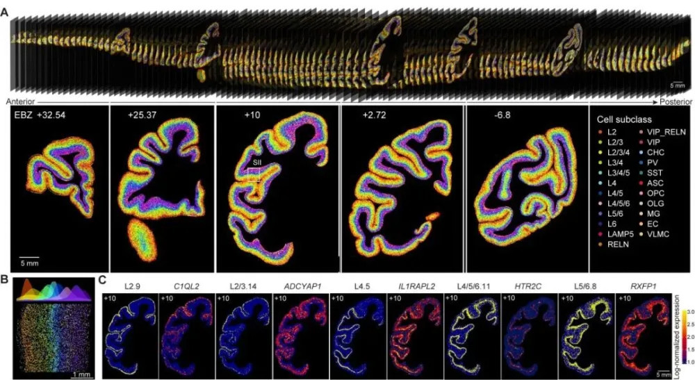 世界首套单细胞分辨率猕猴大脑皮层分布图谱发布