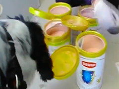 云南普洱缉毒犬协助破获奶粉罐藏毒案 缴毒7.2公斤