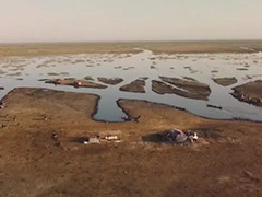 干旱缺水水牛遭殃 伊拉克牧民苦苦挣扎