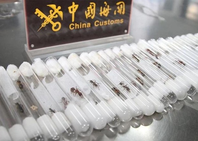 海关总署开展为期三年的严防外来物种入侵专项行动