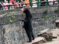 杭州动物园马来熊站立酷似人类 吸引众多市民游客