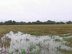 德国雷暴天气降雨持续 农田作物损失严重
