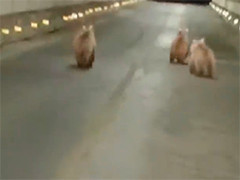 三头棕熊误入公路隧道 交警跟随护送