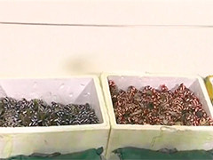 香港海关检获约800只怀疑走私大闸蟹