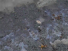 瑞典一渡轮搁浅 燃油泄漏绵延数公里