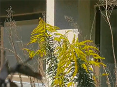 上海金山多地现“加拿大一枝黄花”相关部门集中清理