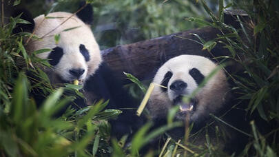 柏林动物园为熊猫双胞胎举行欢送活动