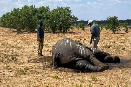津巴布韦 万盖国家公园上百头大象因缺水死亡