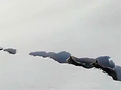新疆喀纳斯 无人机记录下狼群刨雪前行画面