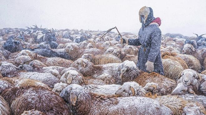 蒙古国 雪灾致2.36万户牧民面临困难
